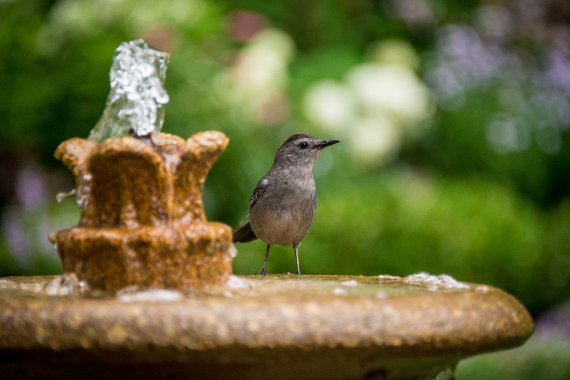 Modern patio water feature with bird